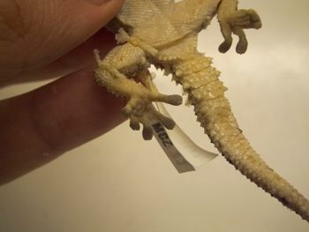 Media type: image;   Herpetology R-183771